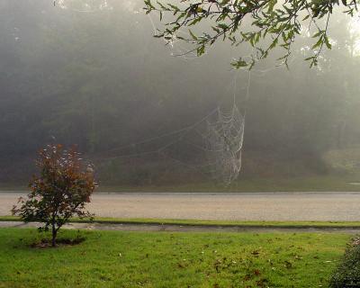 Dewey Webs