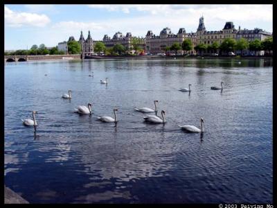 Swans at the Peblinge Lake
