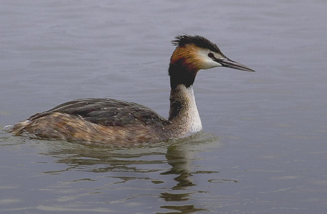 Great Crested Grebe