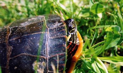 Sun Turtle