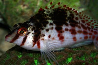 u34/fastuno/medium/34804039.Hawkfish6.jpg