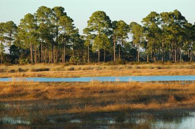 Typical marsh landscape