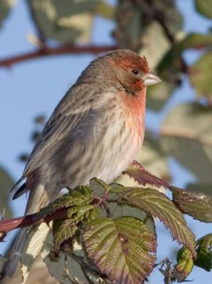 House Finch