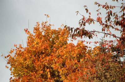 Efterrsfarver Autumn colours 18.JPG