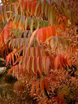 Efterårsfarver Autumn colours 22.JPG
