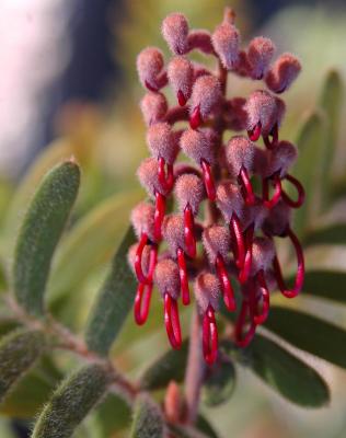 Grevillea Caleyi