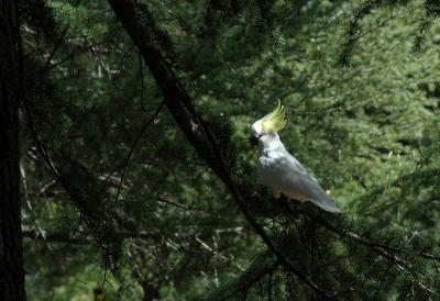 Cockatoo with flared crest