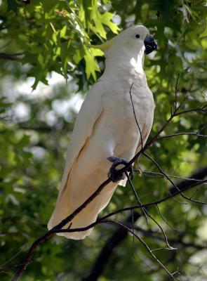 Sulphur-crested Cockatoo 2