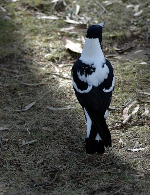 Australian Magpie 2