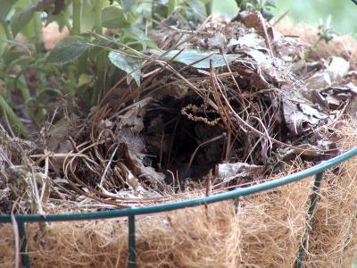 Bird nest in my hanging planter