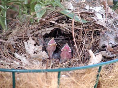 nestlings