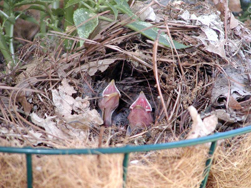 nestlings 3