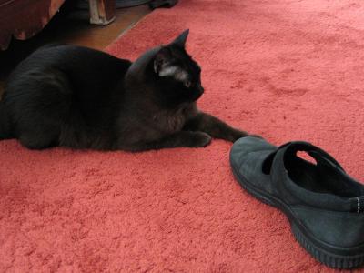 Leia and Shoe