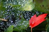 Wet web and leaf