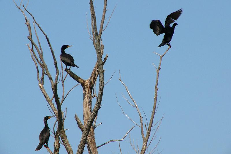 Roosting and drying wings