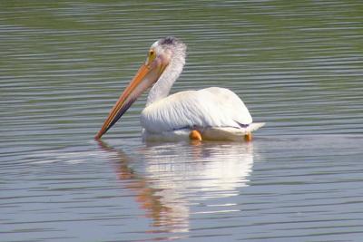 White Pelican