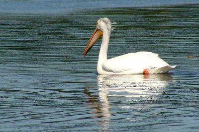 u34/fotoman/medium/31087481.pelican60882.jpg