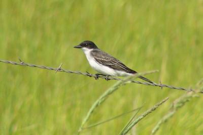 u34/fotoman/medium/31087501.ekingbird60851.jpg