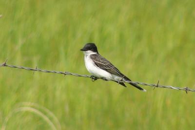u34/fotoman/medium/31087502.ekingbird60852.jpg