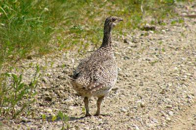 u34/fotoman/medium/31087832.grouse60866.jpg