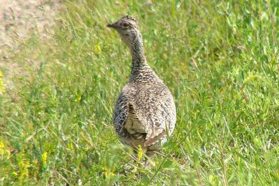 u34/fotoman/medium/31087833.grouse60870.jpg