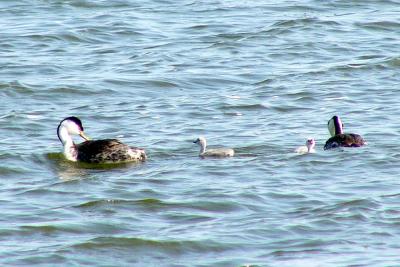 Western Grebes with young