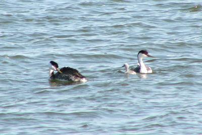 Western Grebes with young