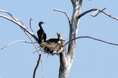 Cormorants nest in trees