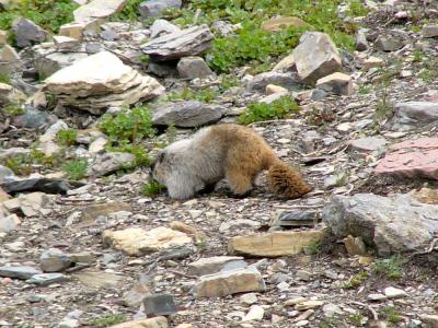 Hoary Marmot