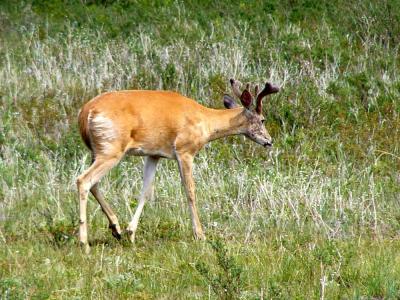 White-tailed Deer