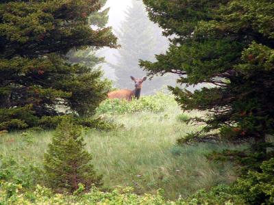 Early morning elk