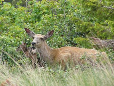 White tail doe with fawn
