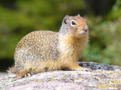 Columbian Ground Squirrel