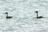 Western Grebes