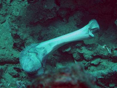 Mr. Bone