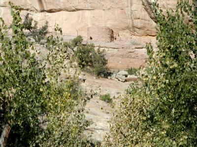 A cliff dwellingin Arch Canyon