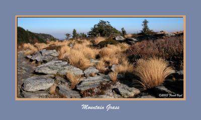 Mountain Grass