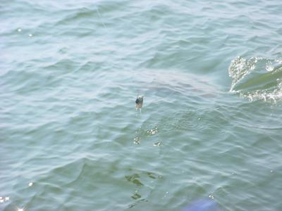 Rays working the chum line!
