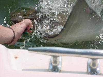 Too many Rays in the slick! Feeding them from the chum bucket!