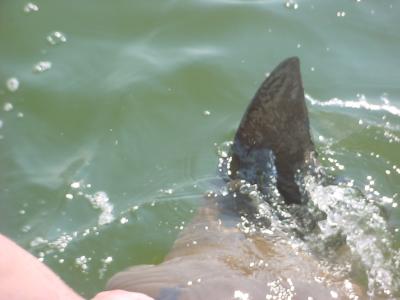 Rays in the slick - feeding on the chum bucket!
