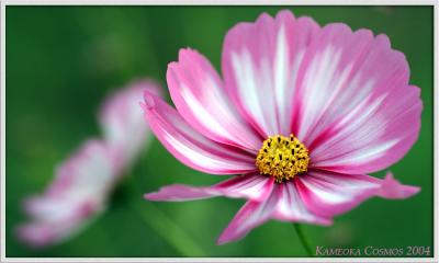 Cosmos Fair in Kameoka, Kyoto