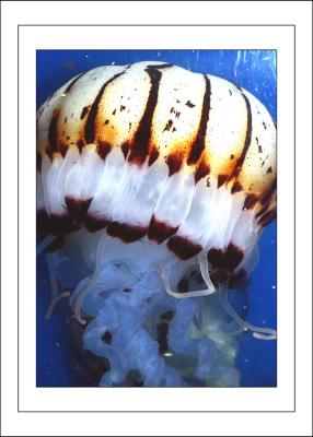 Jelly Fish