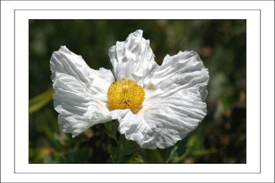 White Prickly Poppy