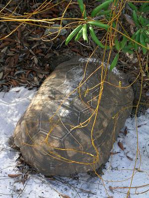 Gopher Tortoise1