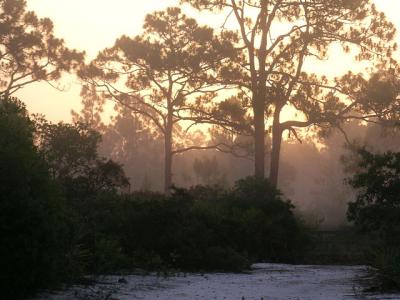Morning fog