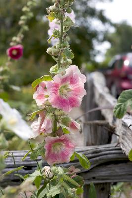 Hollyhocks