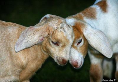 goat_sheep