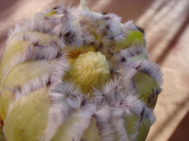 PROTEA white owl