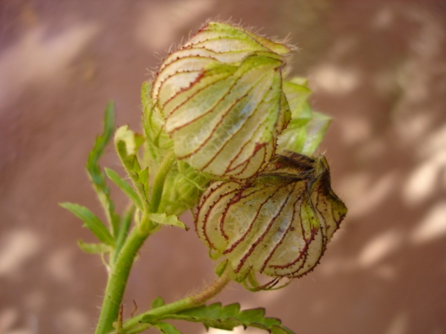 BALOON FLOWER