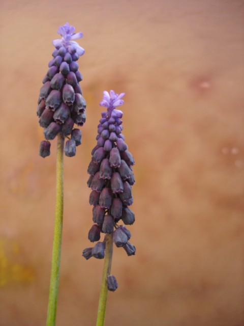 MUSCARI